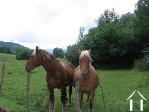Parfait pour les chevaux
