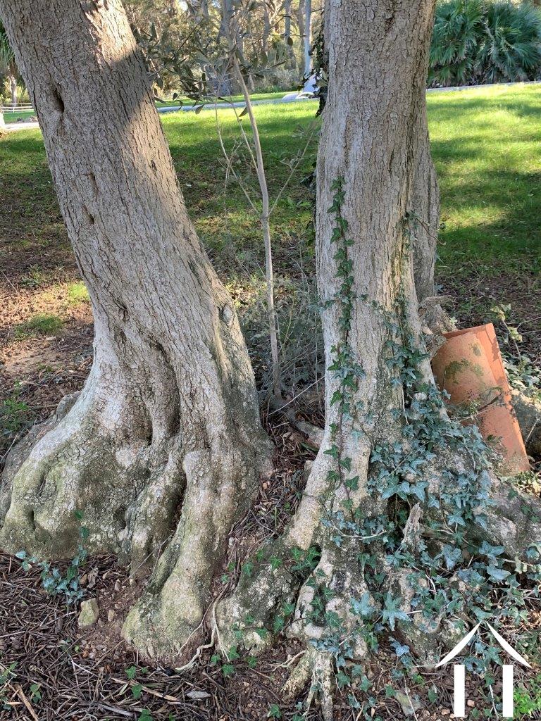 Propriété 1 hectare ++ à vendre fabregues, languedoc-roussillon, 11-2407 Image - 7