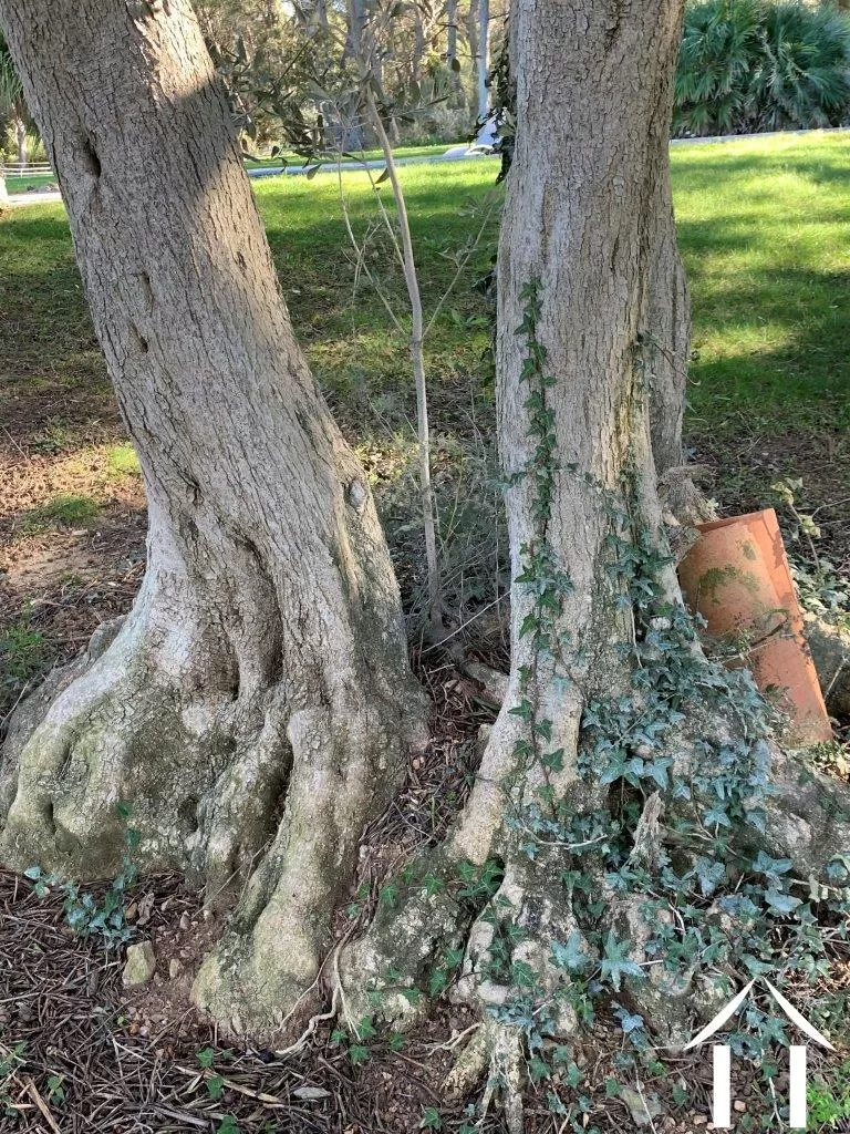 Propriété 1 hectare ++ à vendre fabregues, languedoc-roussillon, 11-2407 Image - 7