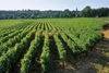 Célèbre vignoble de Bourgogne