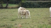 Vaches Charollaises