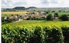 Vignoble à Massigny, nord de Chatillon sur Seine