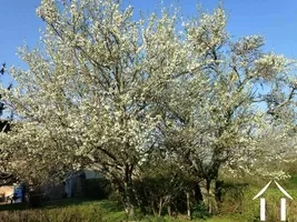 arbre fruitier en fleur
