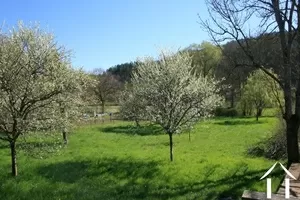 Orchard with views