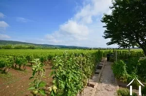 View on vines