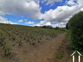 Propriété 1 hectare ++ à vendre macon, bourgogne, LE5265S Image - 23