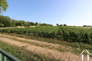 En haut du jardin, vue sur les vignes
