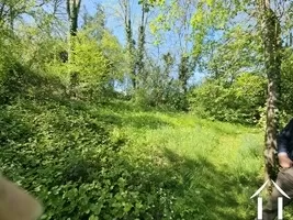 Arbres matures