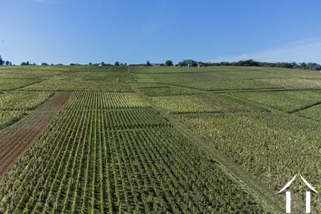 Châteaux, domaine à vendre macon, bourgogne, JP5262S Image - 20