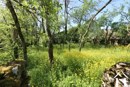Vieux verger
