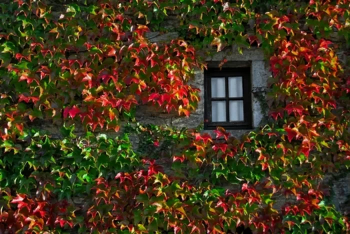 Couleurs d'automne