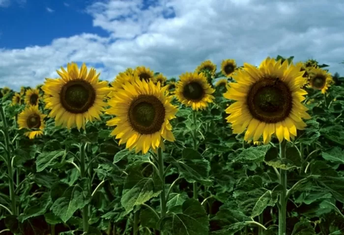 Agriculture en plaine de Saône