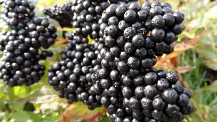 Pinot Noir en Bourgogne