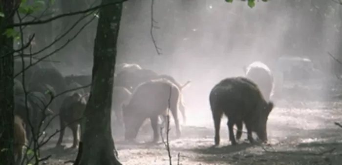 Vie sauvage dans le Parc du Morvan
