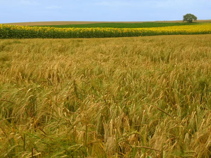 Champagne, agriculture riche