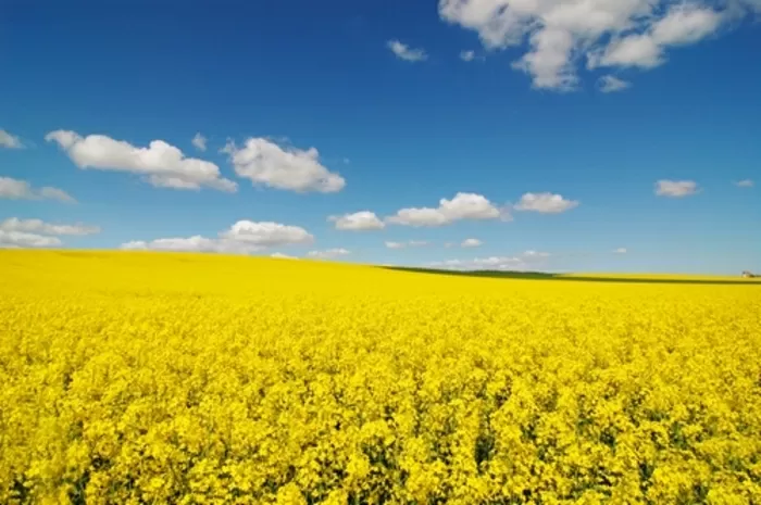 où l'agriculture règne