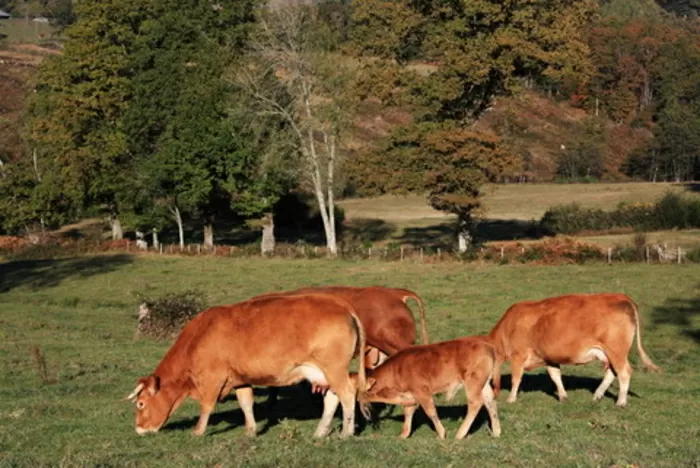 Le fameux race bovine Limousin