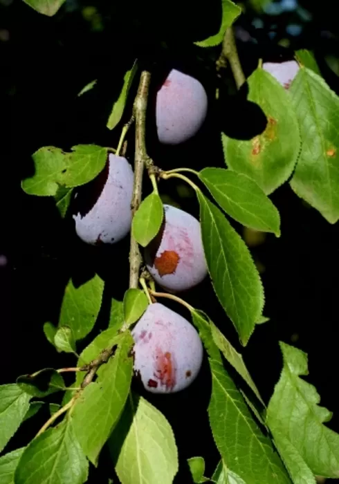Prune à pruneaux - Laurent Reiz