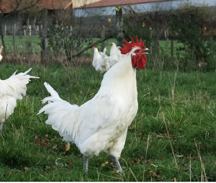 Célèbre poulet de Bresse