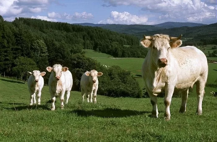 Vaches Charolaises