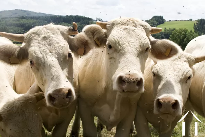 ZOOM RÉGIONAL image-6